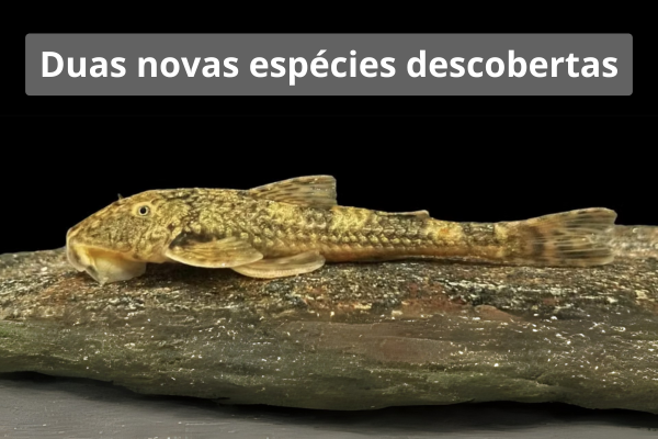 Duas novas espécies descobertas